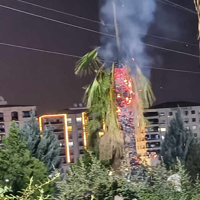 Parktaki palmiye ağacı ateşe verildi