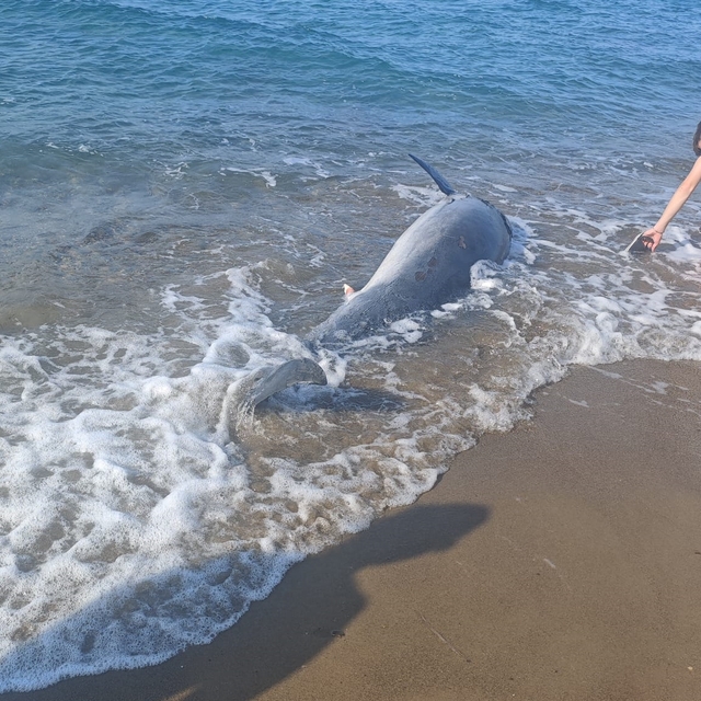 Bodrum sahilinde ölü yunus bulundu