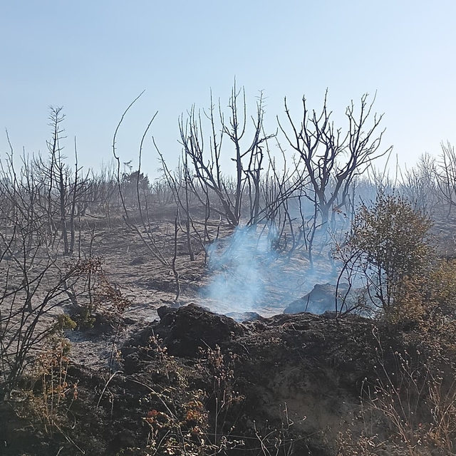 Tekirdağ'da çıkan yangında yaklaşık 50 dönüm makilik alan zarar gördü