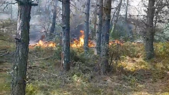 Sinop'ta orman yangını