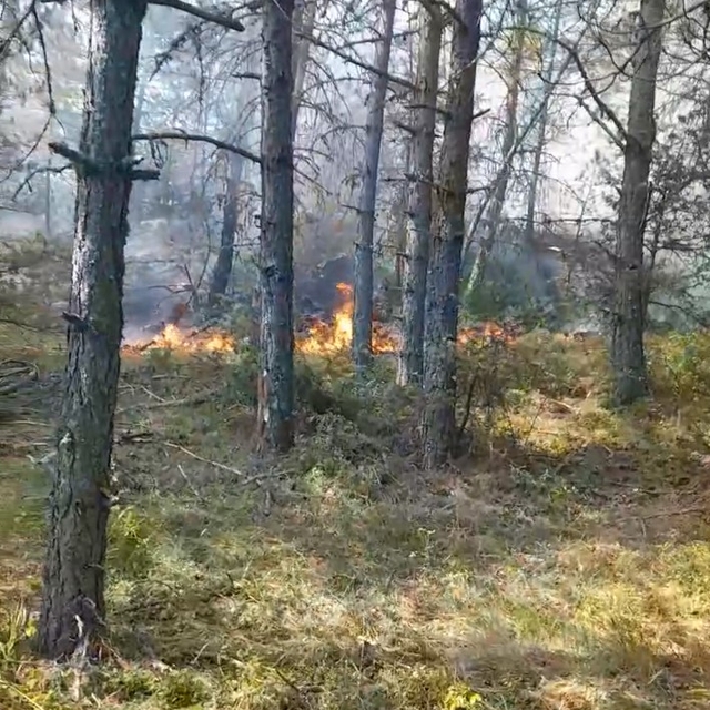 Sinop'ta orman yangını