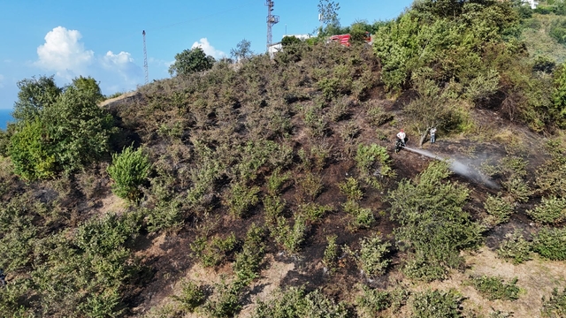 Giresun'da fındık bahçelerinde çıkan örtü yangını söndürüldü
