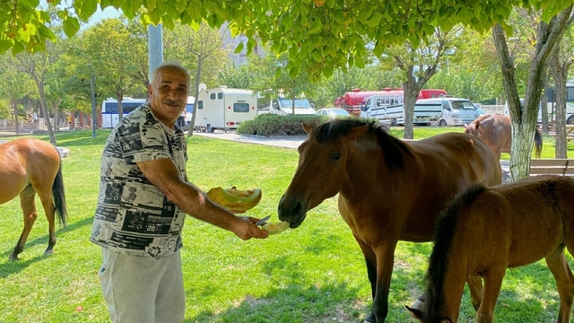 Yılkı atları kent merkezine indi, pazarcılar kavun ve karpuz ile besledi