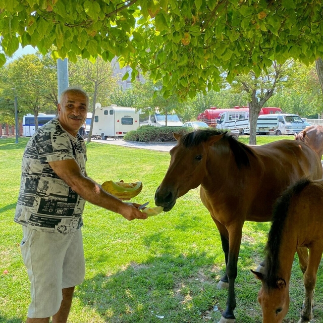 Yılkı atları kent merkezine indi, pazarcılar kavun ve karpuz ile besledi