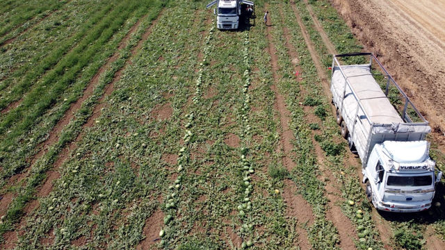 Tekirdağ'da Türkmenli Göleti'nde su seviyesi düştü, karpuz ekimi azaldı