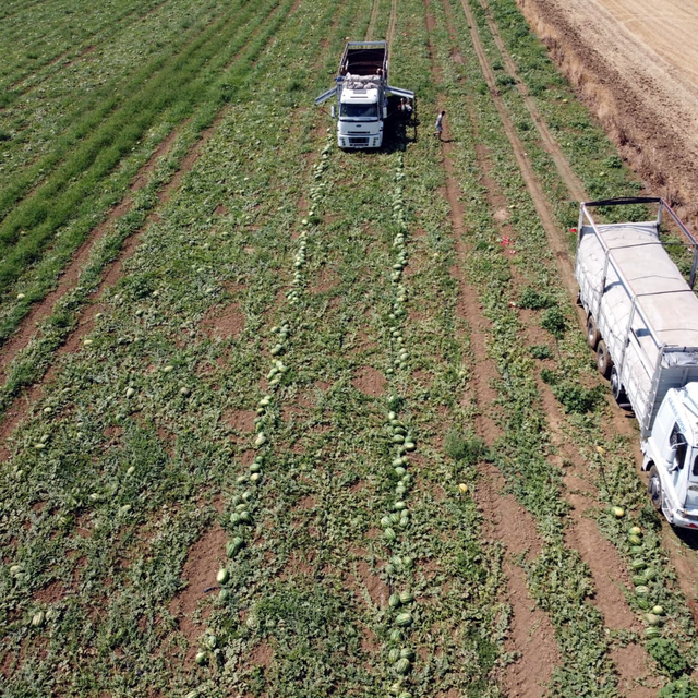 Tekirdağ'da Türkmenli Göleti'nde su seviyesi düştü, karpuz ekimi azaldı
