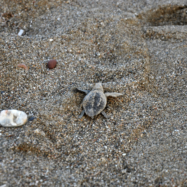 Gazipaşa'da yavru carettaların yaşam yolculuğu başladı