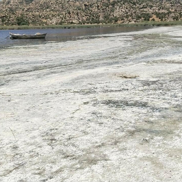 Bafa Gölü ve çevresinde kirlilik alarmı