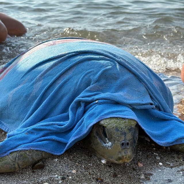 Muğla'da tekne pervanesi çarpan caretta carettayı sahil güvenlik kurtardı