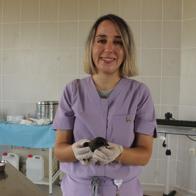 Yaralı bulunan ak karınlı ebabil Kızılırmak Deltası'ndaki klinikte tedavi e...