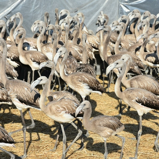 İzmir'de halkalanan yavru flamingolar takip edilecek