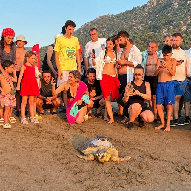 'Tuba'nın da aralarında bulunduğu 7 deniz kaplumbağası tekrar denizle buluş...