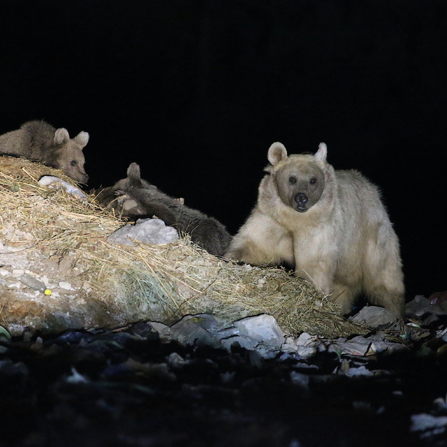 Kars'ta anne bozayı yavrularıyla çöplükte görüntülendi