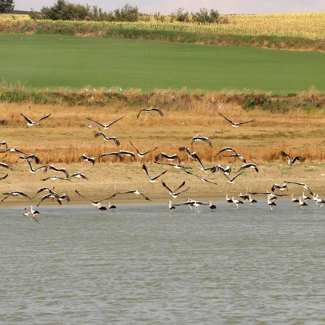Güneye göçen leylekler Tekirdağ semalarında