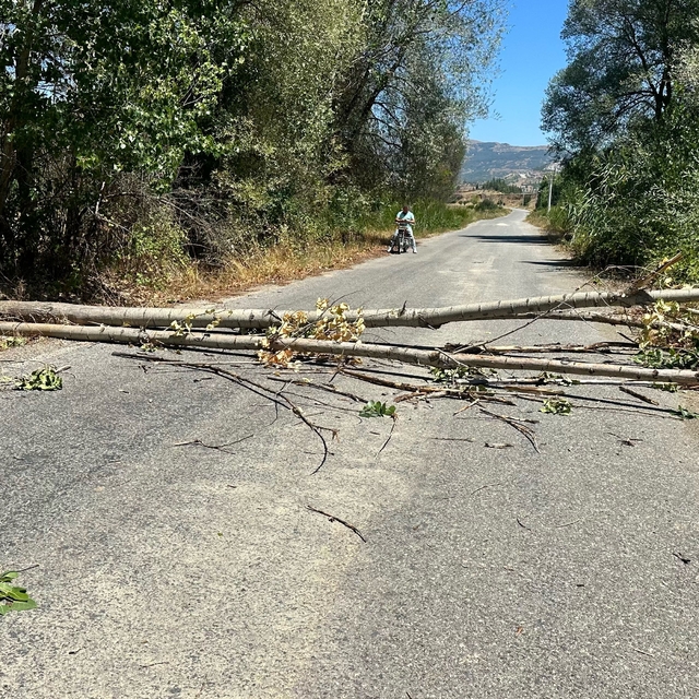Yalvaç'ta yola devrilen ağaç, ekipler tarafından kaldırıldı