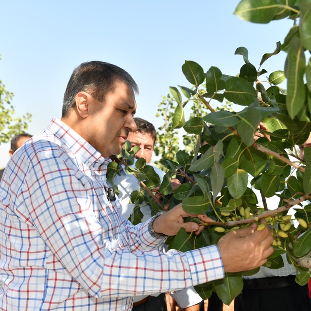 Şanlıurfa Valisi Şıldak, Antep fıstığı hasadına katıldı