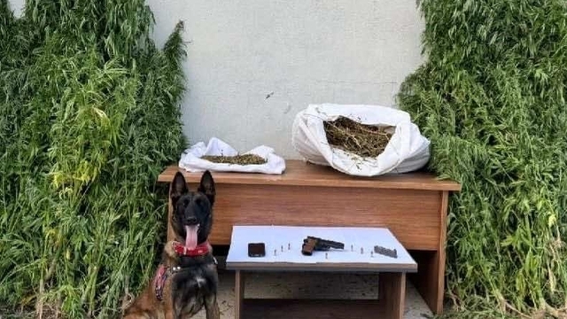 Erzincan'da uyuşturucu operasyonunda 204 kök kenevir bitkisi ele geçirildi