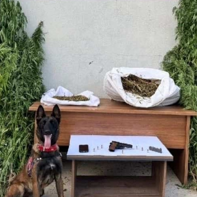 Erzincan'da uyuşturucu operasyonunda 204 kök kenevir bitkisi ele geçirildi