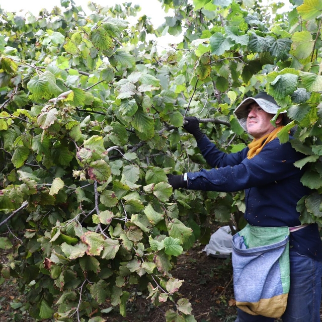 Ordu'da "Fındık Dalda, Aklın İşçide Kalmasın Projesi" kapsamında fındık has...