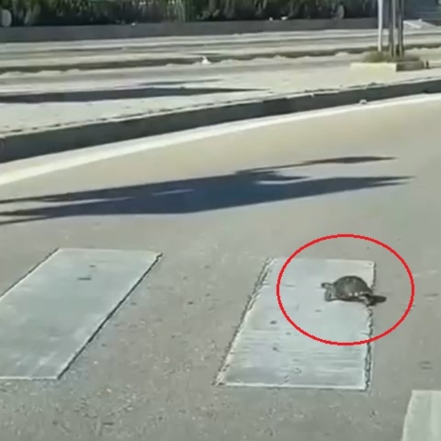 Yaya geçidinden geçen kaplumbağa, kamerada