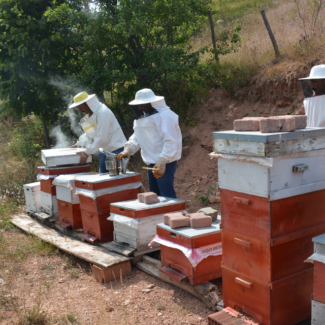 Tokat'ta yayla balı hasadına başlandı