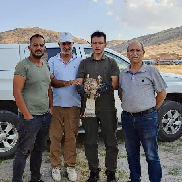 Kırşehir'de vatandaşın yaralı bulduğu yılan kartalı tedaviye alındı