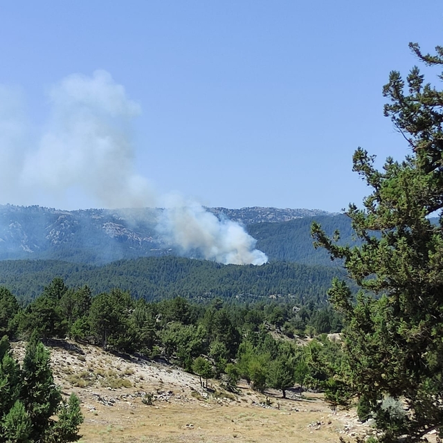 Mersin'de ormanlık alanda yangın çıktı