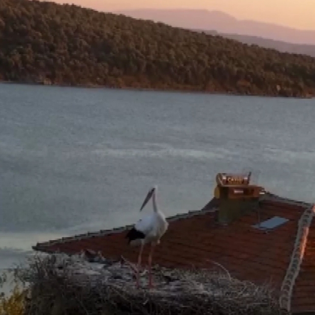 Yaren leyleğin depremi hissettiği anlar kamerada