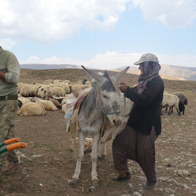 Muş'ta göçerlerin yüksek rakımlı yaylalarda mesaisi sürüyor