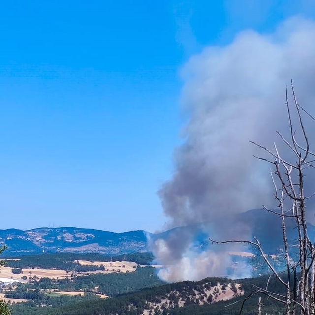 Bolu'da orman yangını