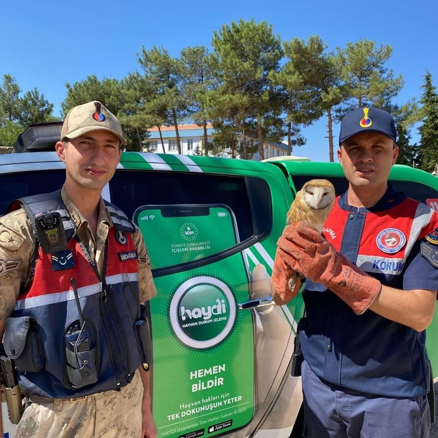 Kilis'te yaralı peçeli baykuş koruma altına alındı
