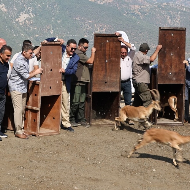 Amasya'da doğaya 5 yaban keçisi bırakıldı