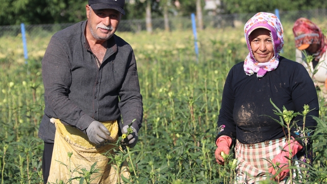 Amasya'nın coğrafi işaretli çiçek bamyasının hasadı başladı