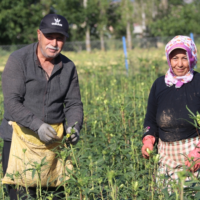 Amasya'nın coğrafi işaretli çiçek bamyasının hasadı başladı
