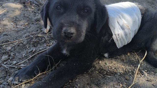 Kayseri'de köpeklerin saldırdığı yavru köpek, tedaviye alındı