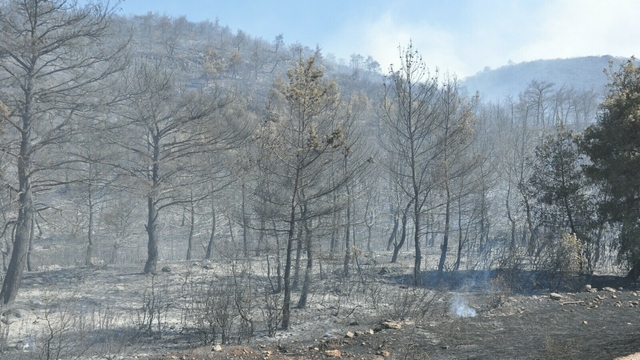 Manisa'da orman yangını (2)