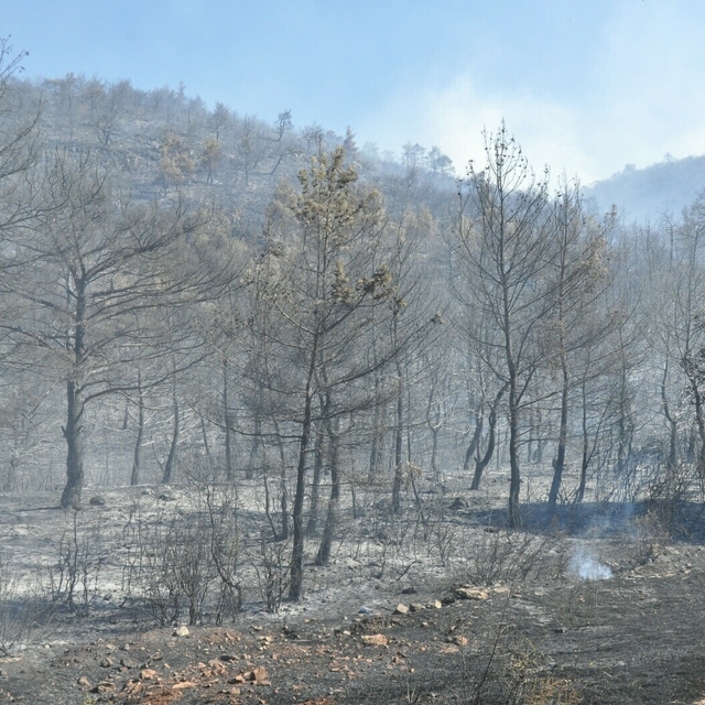 Manisa'da orman yangını (2)