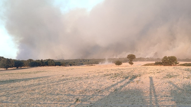 Edirne'de çıkan orman yangınına müdahale ediliyor