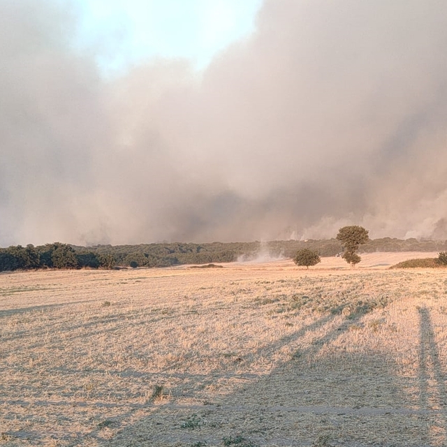 Edirne'de çıkan orman yangınına müdahale ediliyor