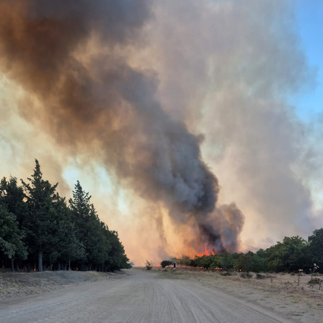 Edirne'de orman yangını (2)