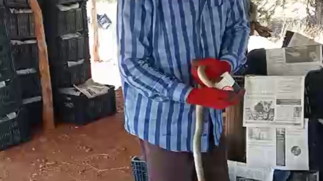 Serada yakaladığı yılana su içirip, öptü