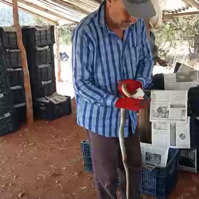 Serada yakaladığı yılana su içirip, öptü