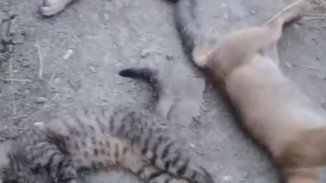 Yüksekova'da 10 köpek, 5 kedi ve 3 tilki ölüsü bulundu