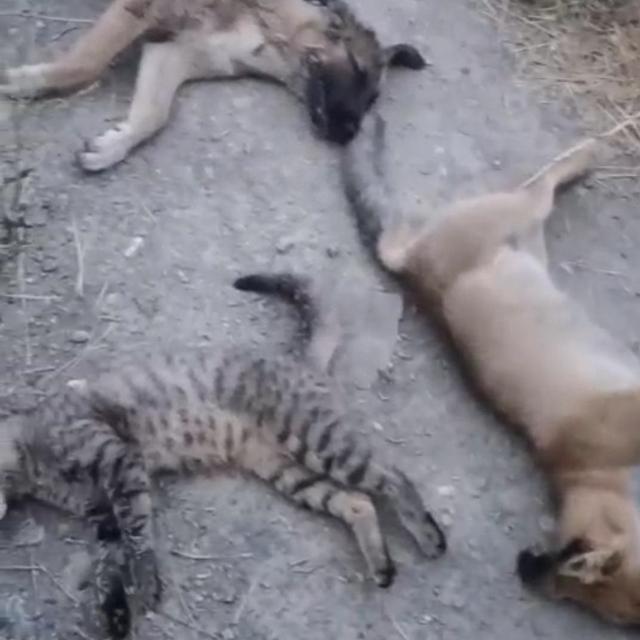 Yüksekova'da 10 köpek, 5 kedi ve 3 tilki ölüsü bulundu