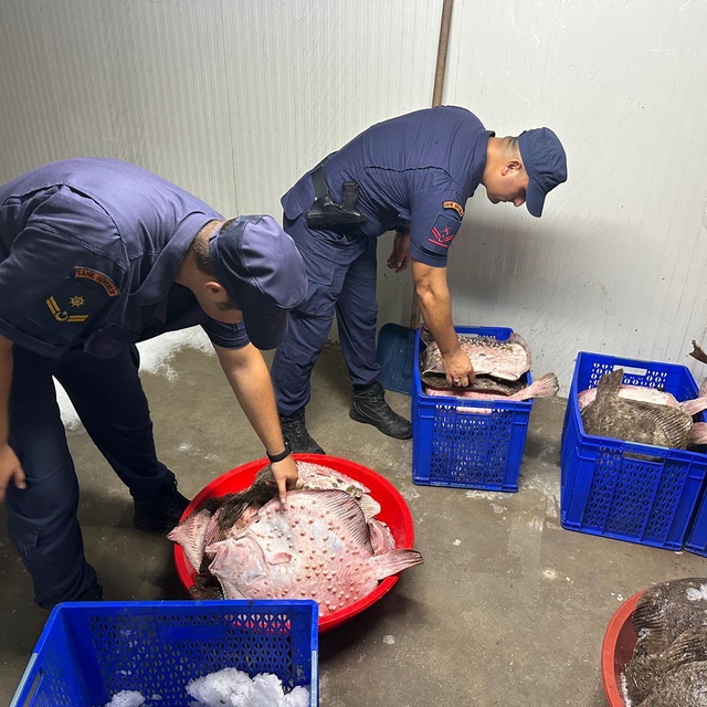 Zonguldak'ta kaçak avlanan 114 kalkan balığı ele geçirildi