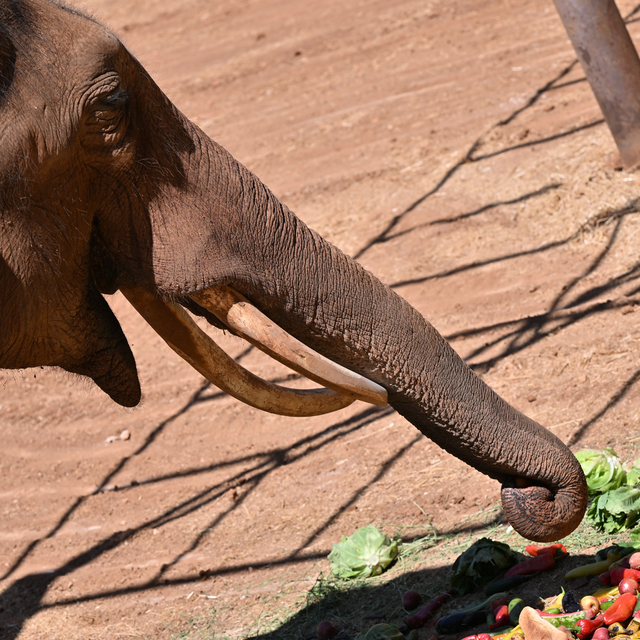 Dünyanın ilk tüp bebek fili "Gabi"ye Dünya Fil Günü'nde özel menü