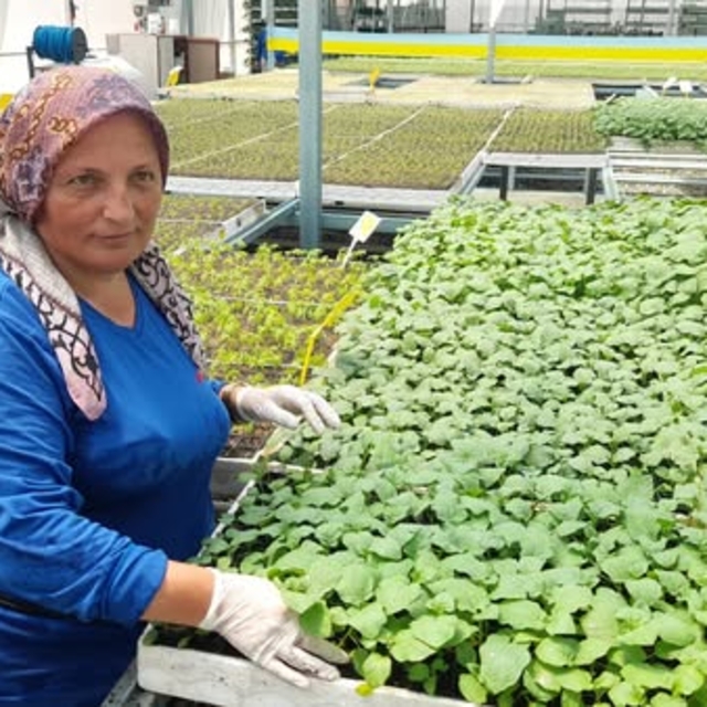 Kumluca'da sera işçileri kavurucu sıcaklara rağmen üretim mesaisinde
