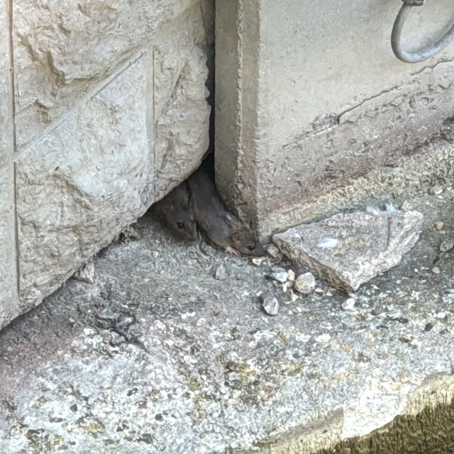 Eskişehir'de Porsuk Çayı çevresindeki fareler, esnafı ve vatandaşları tedir...