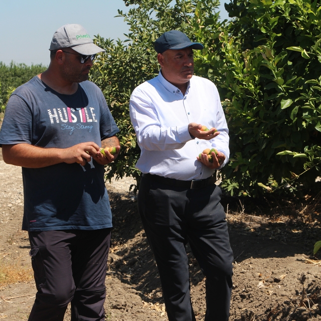 Adana'da aşırı sıcaklar ve poyraz limonu yaktı
