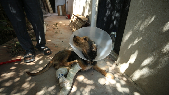 Balıkesir Sındırgı'daki depremde düşen molozun altında kalarak yaralanan köpek tedavi edildi